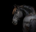 Frisian horse portrait on black background Royalty Free Stock Photo