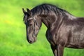 Frisian horse portrait Royalty Free Stock Photo