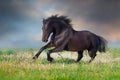 Frisian Horse run Royalty Free Stock Photo