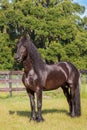 Frisian horse standing tall in a field Royalty Free Stock Photo