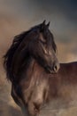 Frisian horse at sunset light Royalty Free Stock Photo