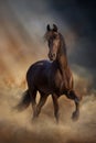 Frisian horse at sunset light Royalty Free Stock Photo