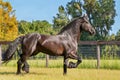 Frisian horse trotting in a fenced field Royalty Free Stock Photo