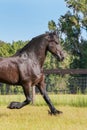 Frisian horse trotting in a fenced field Royalty Free Stock Photo