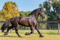 Frisian horse trotting in a fenced field Royalty Free Stock Photo