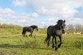 Frisian horses Royalty Free Stock Photo