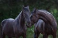 Frisian horses portrait Royalty Free Stock Photo