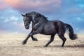 Frisian horses run Royalty Free Stock Photo
