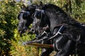 Two beautiful friesian horses pull a carriage