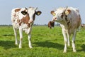 Frisian red and white calves in a sunny meadow in Friesland The Netherlands Royalty Free Stock Photo