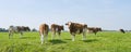 Frisian red and white cows in a sunny meadow in Friesland The Netherlands