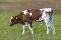 Frisian red and white Dutch bull calf