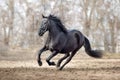 Frisian horse gallops Royalty Free Stock Photo