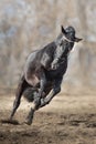 Frisian stallion run