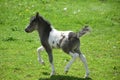 Frisky Black and White Paint Mini Horse in Lancaster County