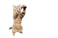 Frisky cat Scottish Stright with paws raised up Royalty Free Stock Photo