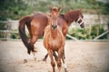 A frisky curious colt runs alongside a mother in a farm paddock Royalty Free Stock Photo