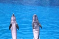 Frisky Dolphins Royalty Free Stock Photo
