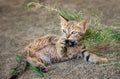 Frisky kitten baby playing drolly with its leg