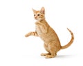 Frisky Orange Kitten Standing Side Playing Royalty Free Stock Photo