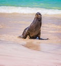 Frisky sea lion looking to play on beach in the Galapagos