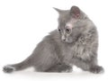 Frisky small kitten Royalty Free Stock Photo