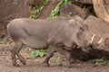 Warthog Flirty Profile