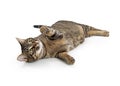 Frisky Tabby Cat Lying on Side Playing Royalty Free Stock Photo