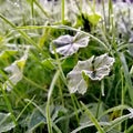 Frist frost on green grass