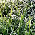 Frist frost of the year