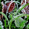 Frist frost of the year