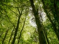 Friston Forest. Royalty Free Stock Photo