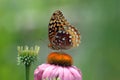 Fritiilary Butterfly On Coneflower