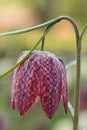 Fritilaria