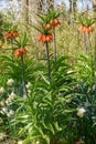 Crown imperial Fritillaria imperialis Aurora, orange flowering plants