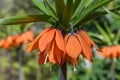 Crown imperial Fritillaria imperialis Aurora close-up of orange flowers