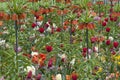 Fritilaria with tulips