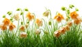 Fritillaria Flowers Against White. Spring flowers and green grass