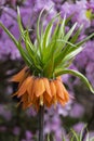 Fritillaria Imperialis Aurora, common name Crown Imperial Royalty Free Stock Photo