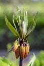 Fritillaria Imperialis Aurora, common name Crown Imperial Royalty Free Stock Photo