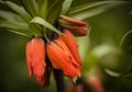 Fritillaria imperialis 'Aurora' Royalty Free Stock Photo