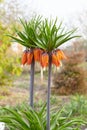 Fritillaria imperialis