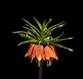 Fritillaria imperialis Royalty Free Stock Photo