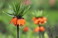 Fritillaria imperialis