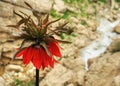 Fritillaria imperialis or Crown imperial flower in Zagros mountains of Iran