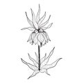 Fritillaria imperialis Ã¢â¬â crown imperial, imperial fritillary, Kaiser`s crown.