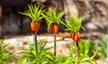 Fritillaria imperialis, the crown imperial, imperial fritillary or Kaiser's crown golden flowers orange Close-up Royalty Free Stock Photo