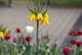 Fritillaria imperialis Maximea Lutea crown imperial flower in bloom, beautiful tall yellow flowering spring bulbous plant Royalty Free Stock Photo