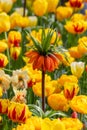 Fritillaria imperialis flower also known as Red crown Imperials in the middle of Tulip flowers
