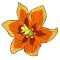 Fritillaria imperialis flower paradise tree. vector illustration